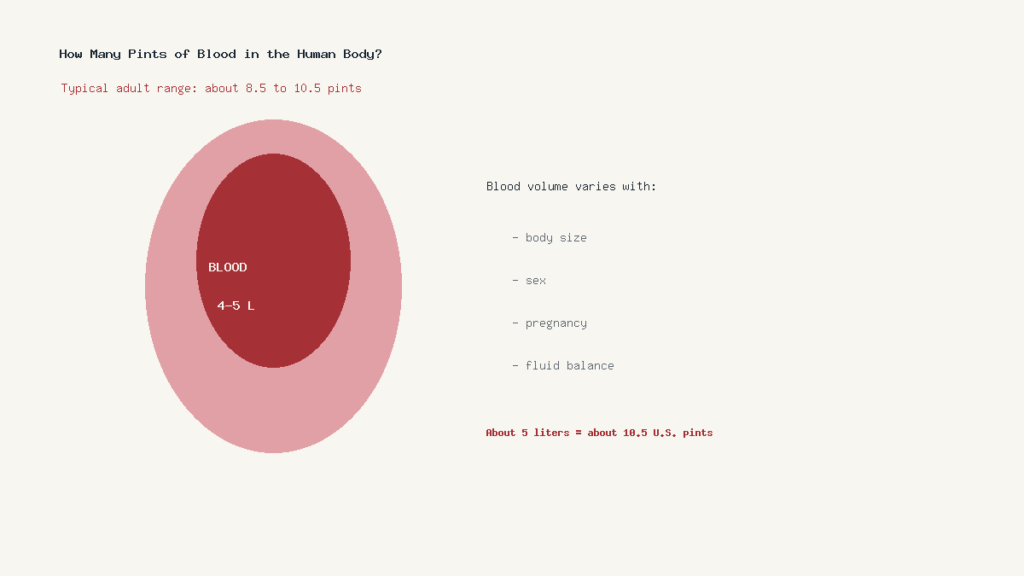 How many pints of blood in the human body illustrated as 4 to 5 liters