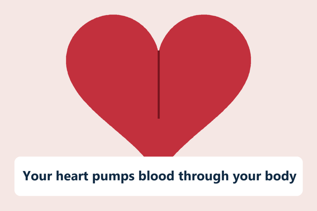 Your heart pumps blood through your body