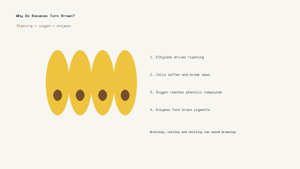 Why do bananas turn brown illustrated with ripening, oxygen and enzyme steps