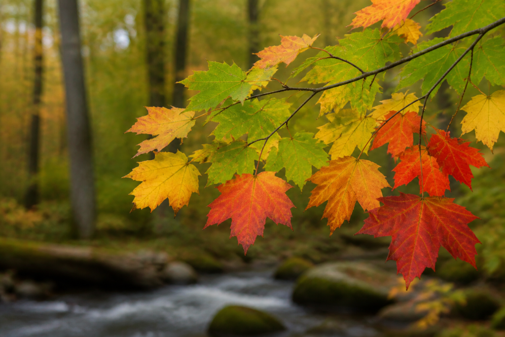 Why do leaves change color? Green, yellow, orange, and red autumn leaves