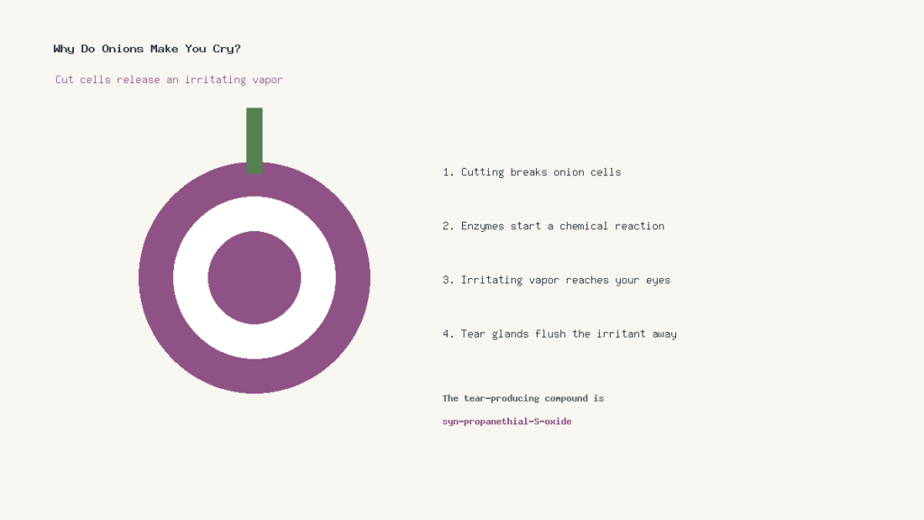 Why do onions make you cry illustrated with onion cell chemistry and tears